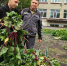 Уборка урожая на пришкольных участках Неверкинского района завершилась успешно - Неверкинский район